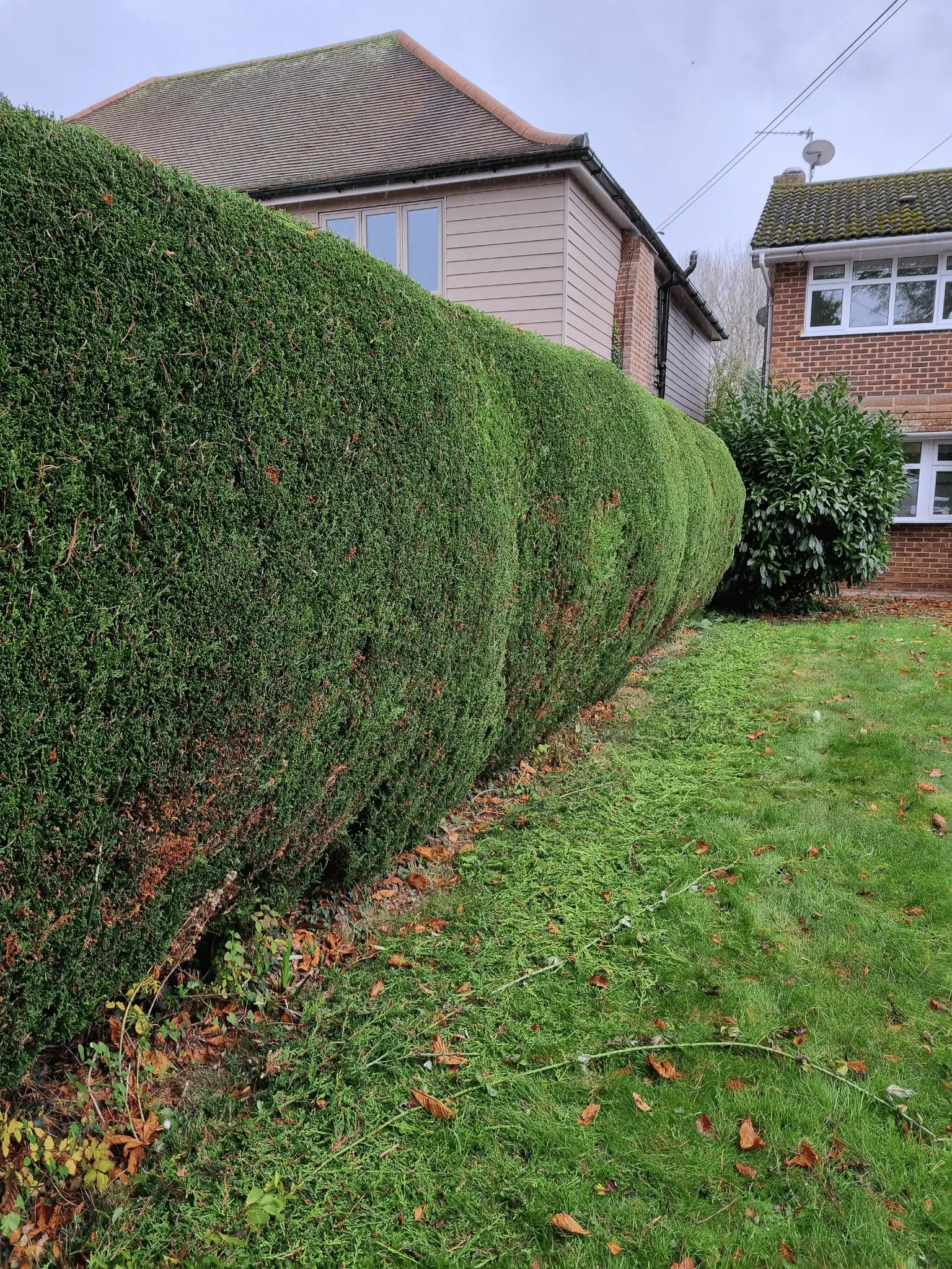 Specialist pruning services include