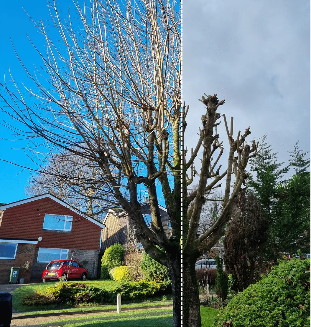 Fruit Tree & Specialist Pruning in Harrogate