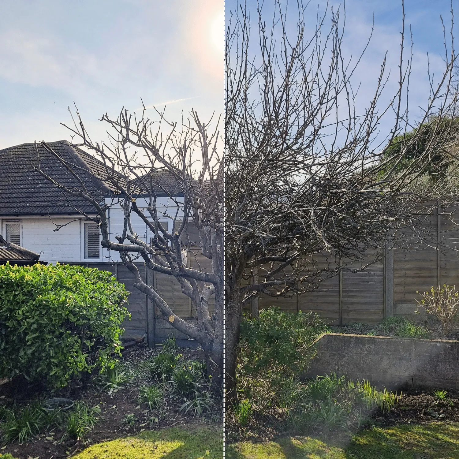 Pruning done properly, for health, structure and shape