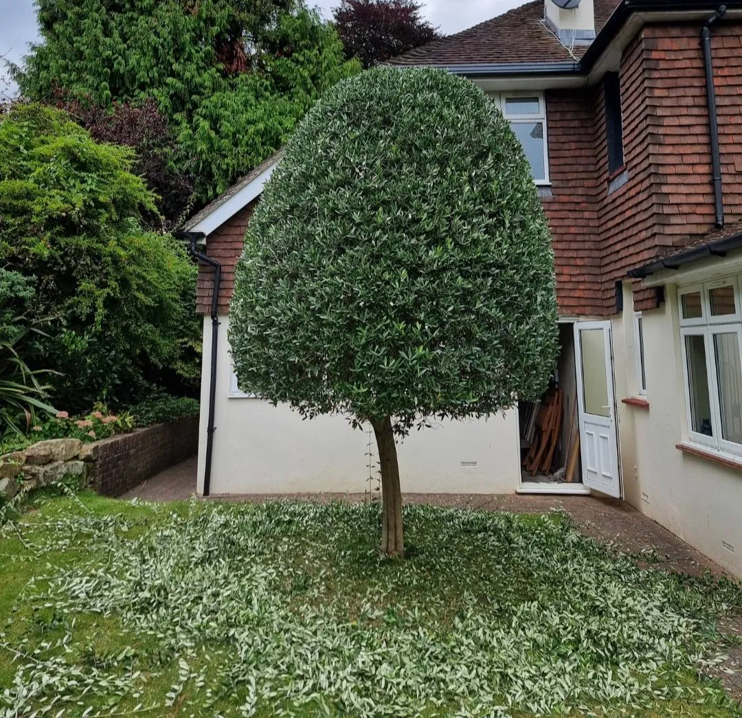 Ornamental Tree Shaping & Crown Reduction